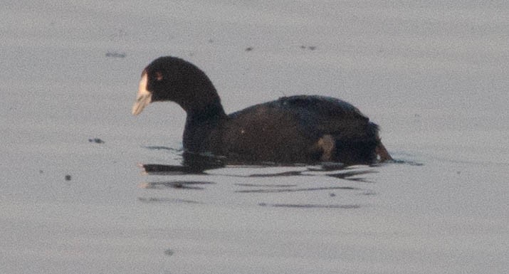 Red-knobbed Coot - ML478440291