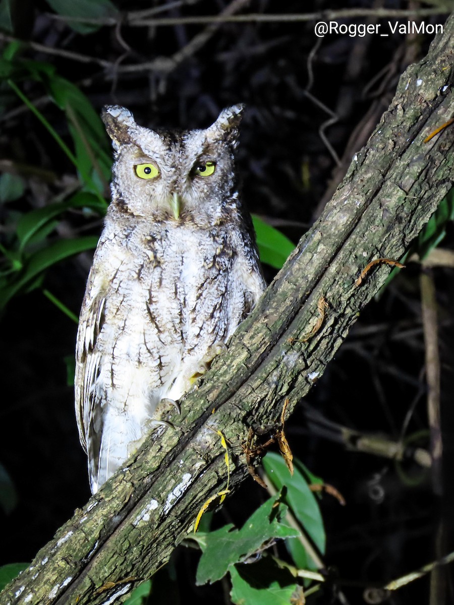 Peruvian Screech-Owl (pacificus) - ML478441141