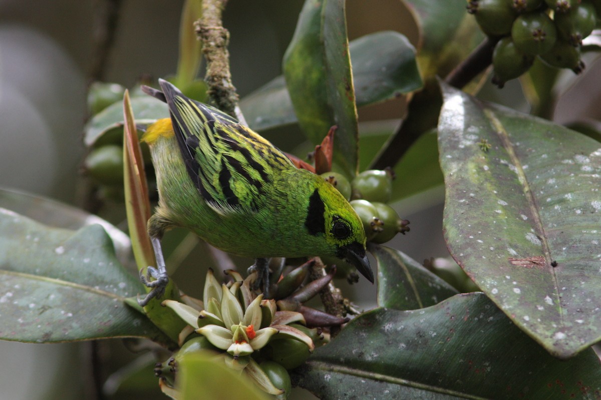 Emerald Tanager - ML478442281