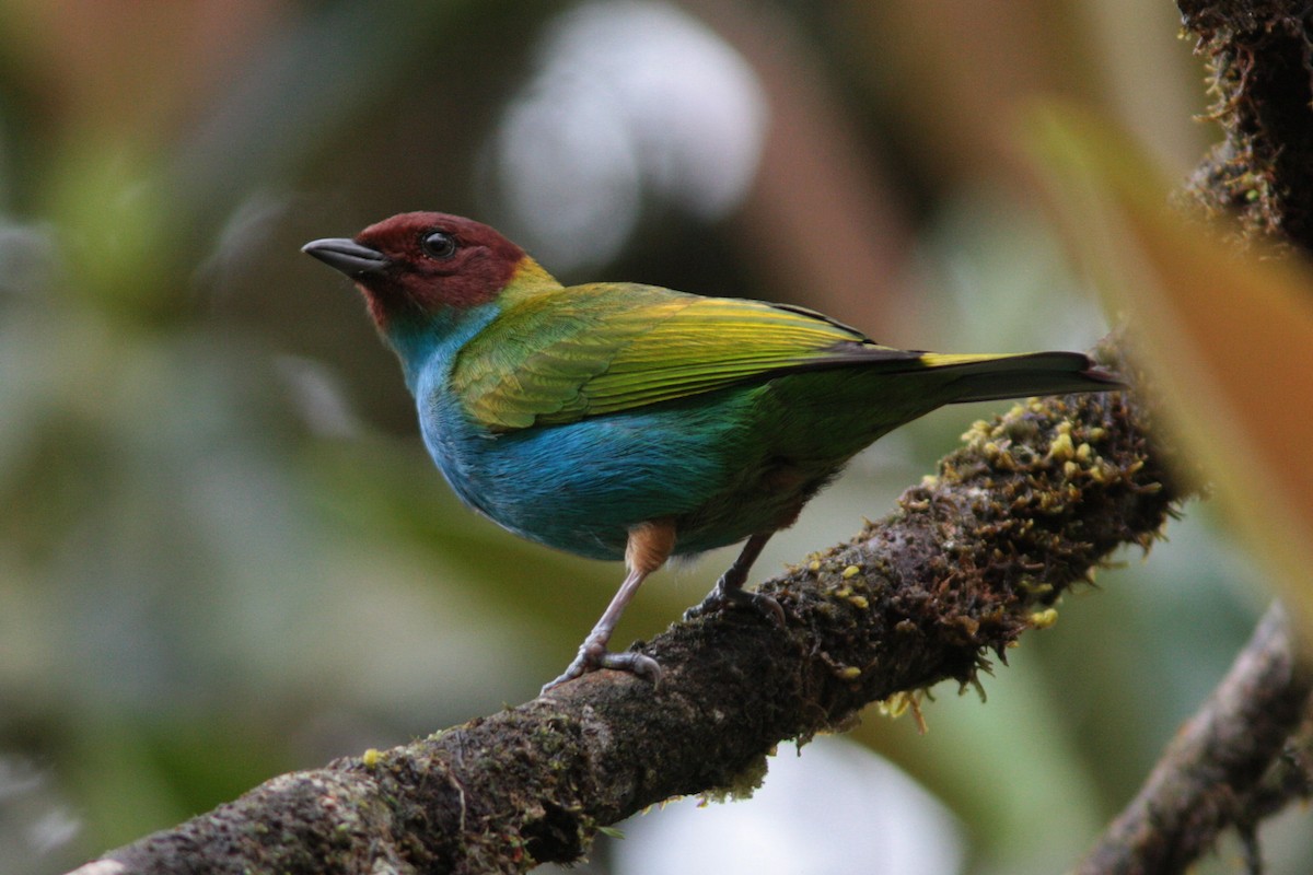 Bay-headed Tanager - ML478442331