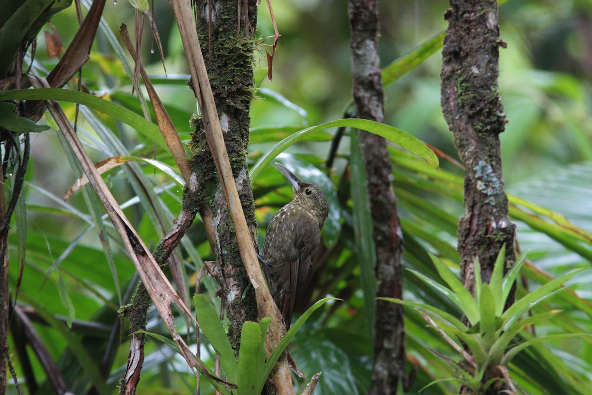 Spotted Woodcreeper - ML478443301