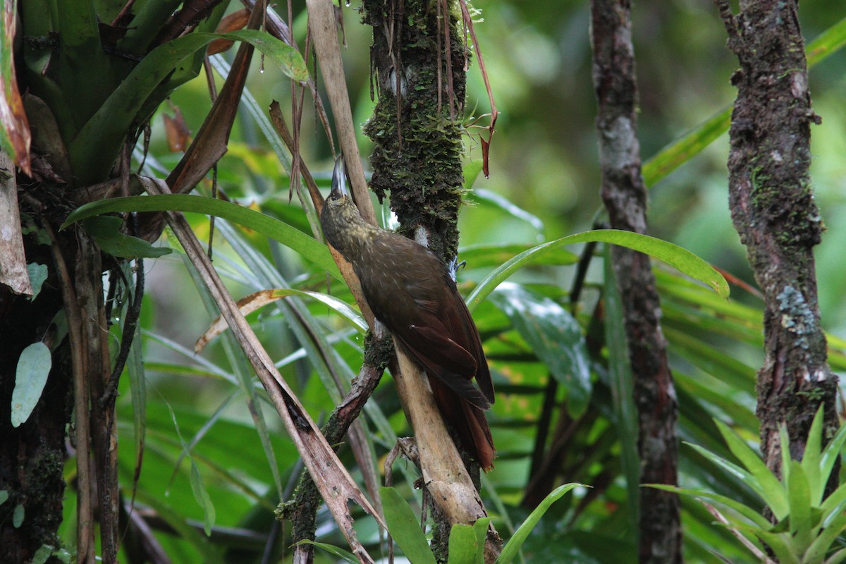 Spotted Woodcreeper - ML478443311