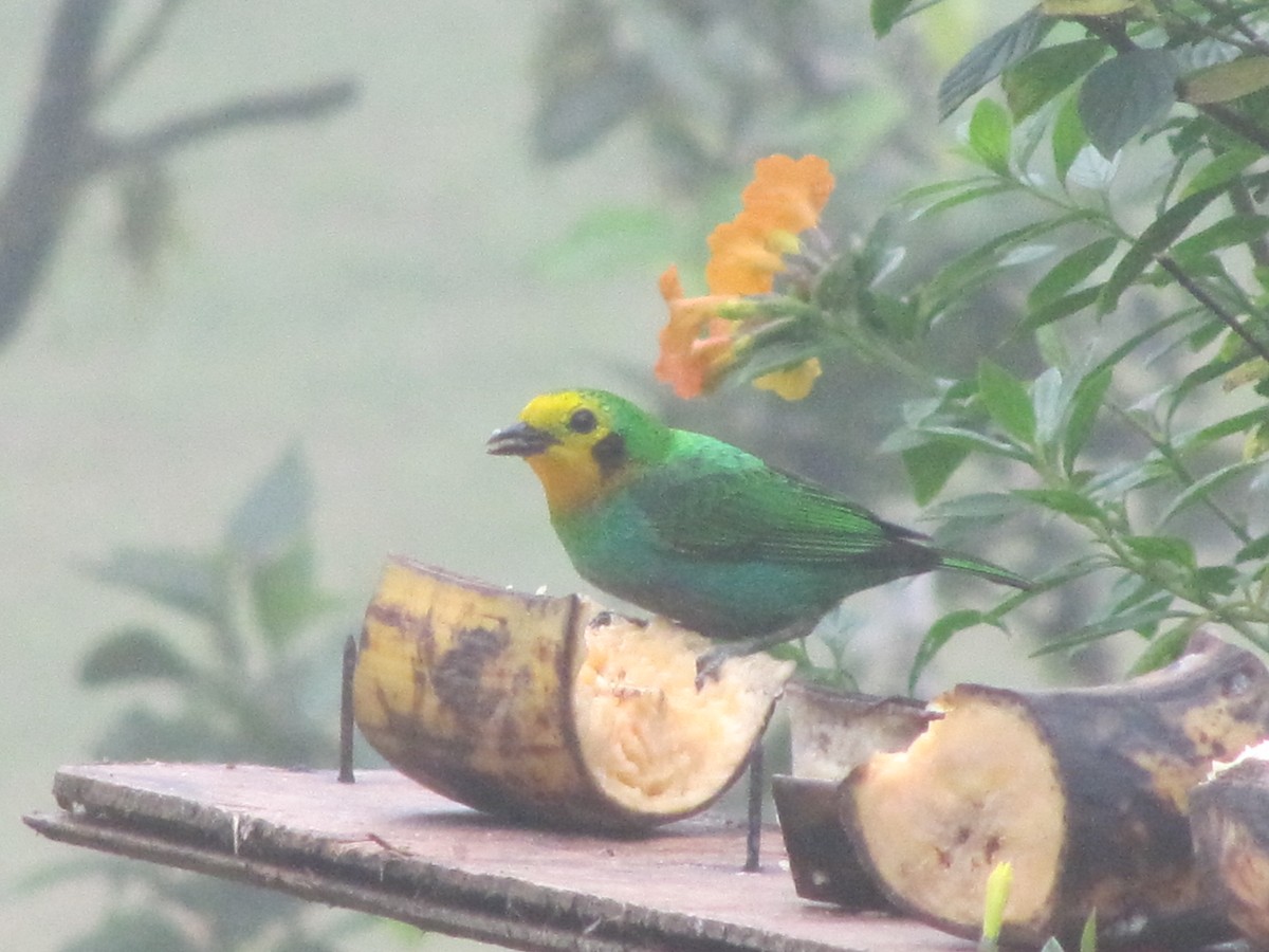 Multicolored Tanager - ML47844731