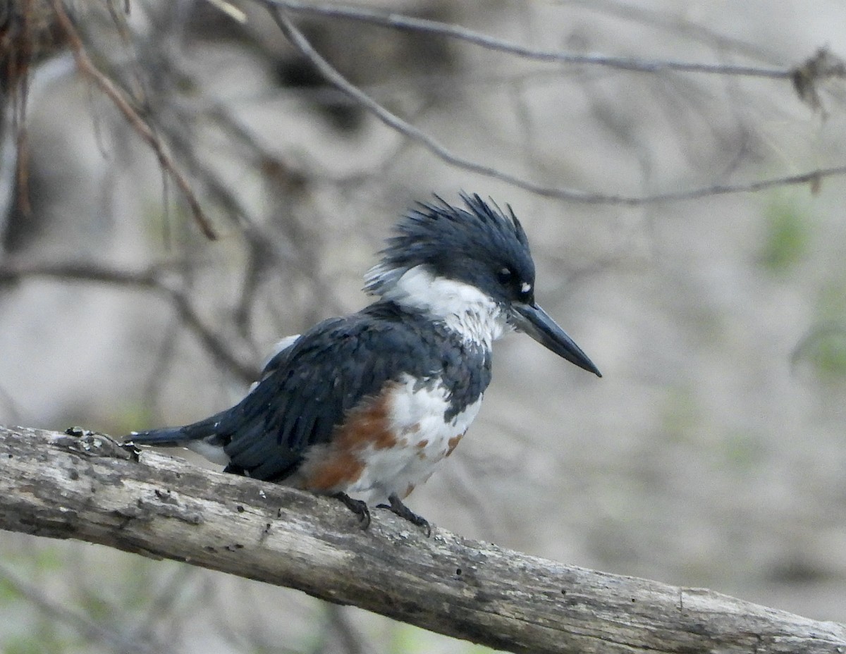 Belted Kingfisher - ML478448041