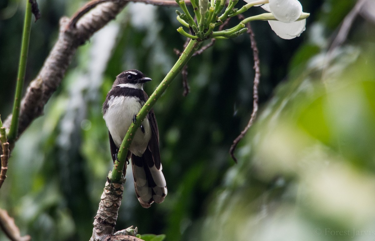 Philippine Pied-Fantail - Forest Botial-Jarvis