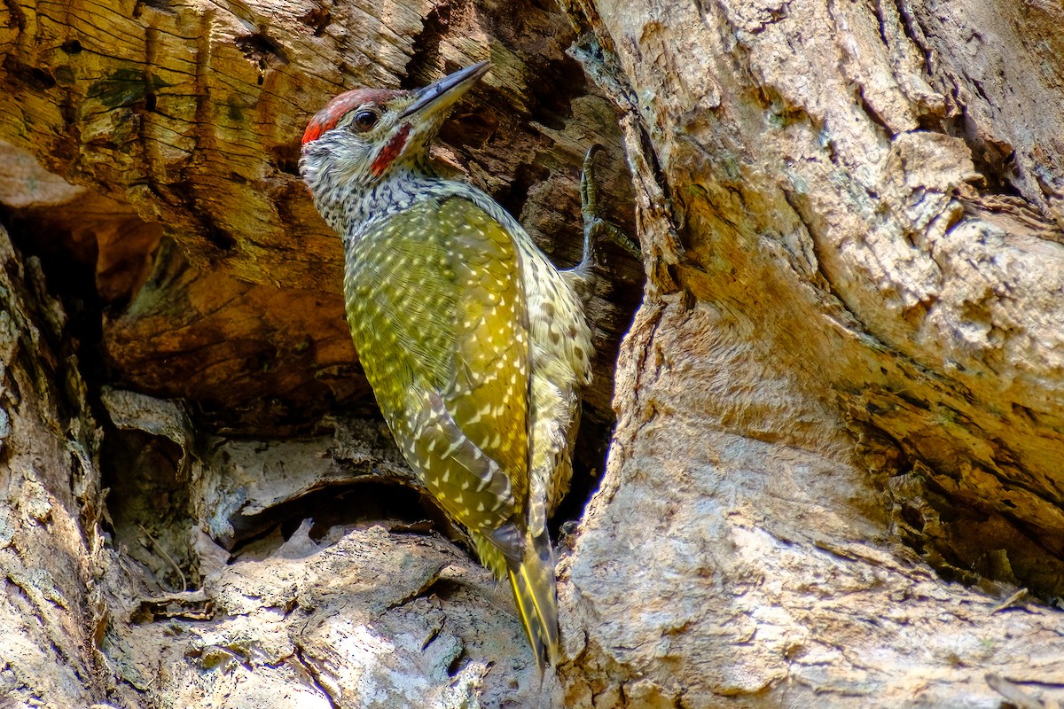 Golden-tailed Woodpecker - ML478452391