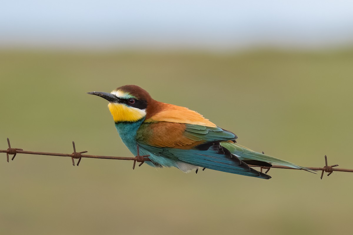 European Bee-eater - ML478454861
