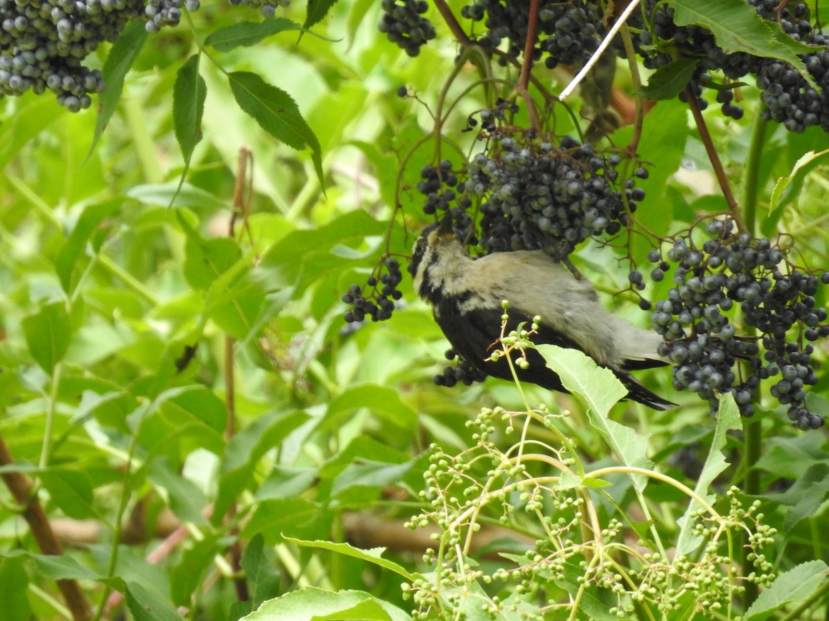 strakapoud americký (ssp. orius/icastus) - ML478458661