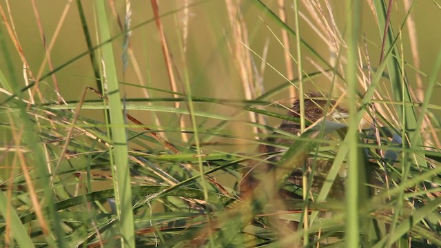 Приморская овсянка-барсучок - ML478466