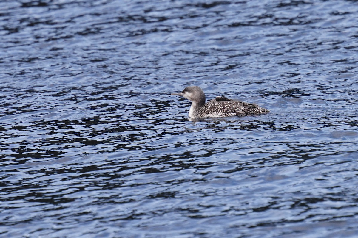 Red-throated Loon - ML478468421