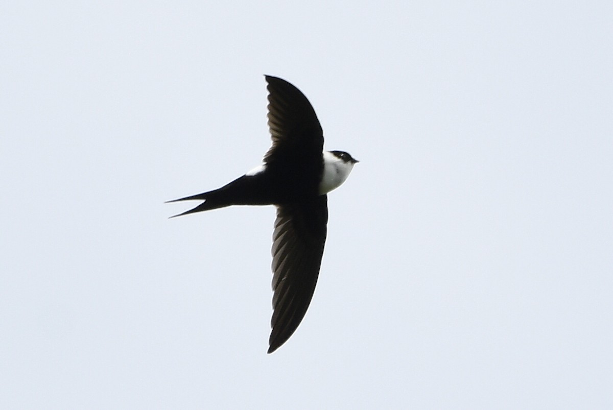 Lesser Swallow-tailed Swift - ML478469301
