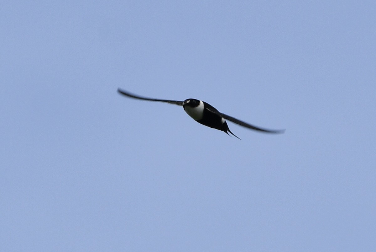 Lesser Swallow-tailed Swift - Juan Pablo Ligorria