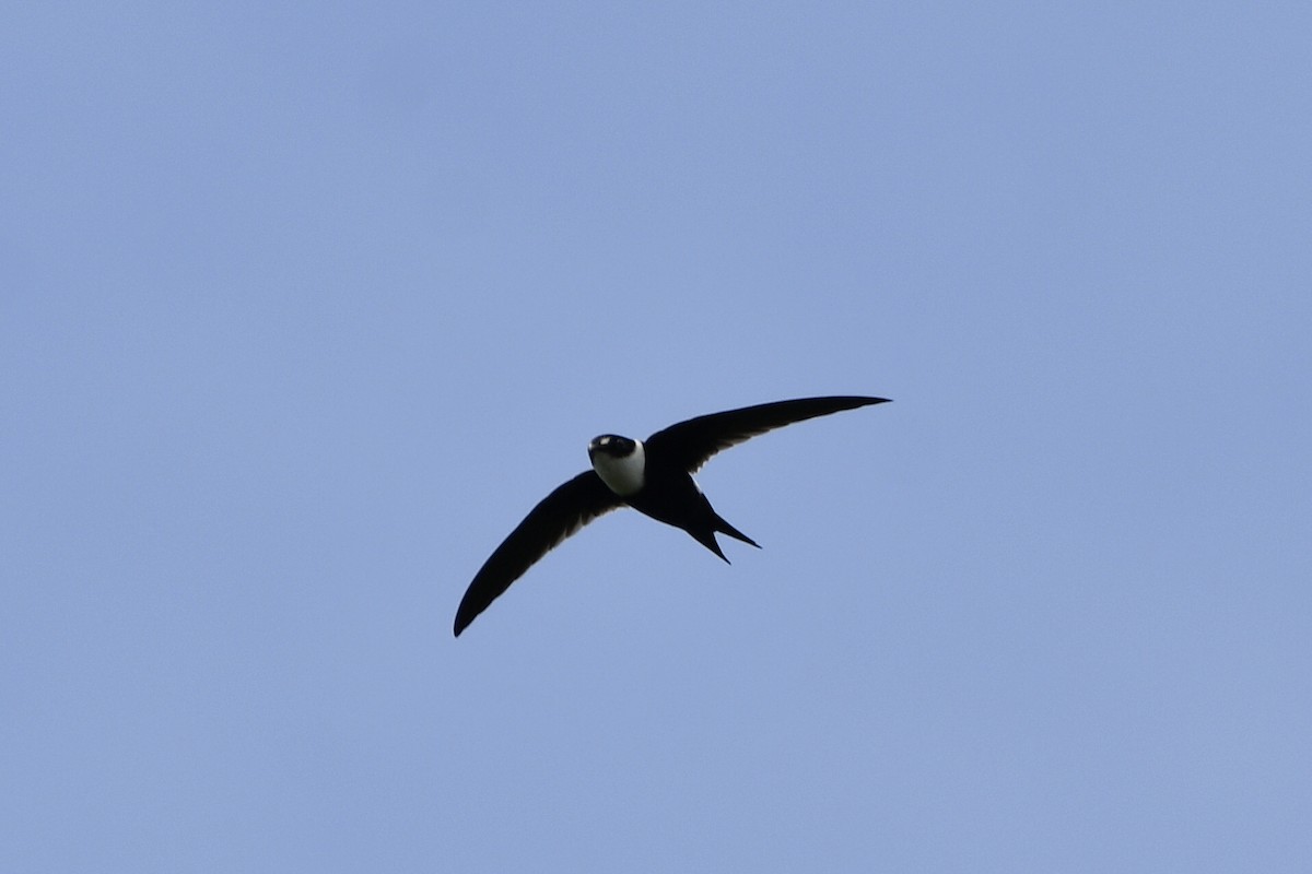 Lesser Swallow-tailed Swift - ML478469321