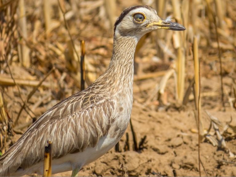 Double-striped Thick-knee - ML47847271