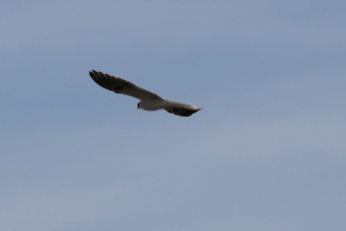 White-tailed Kite - ML47847981