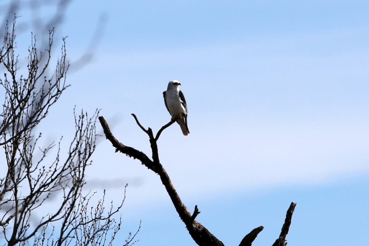 White-tailed Kite - ML47847991