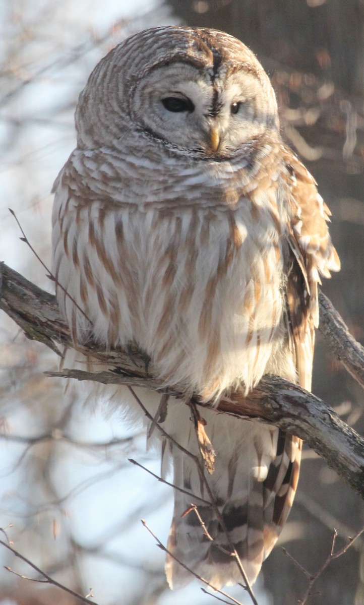 Barred Owl - Malinda Chapman