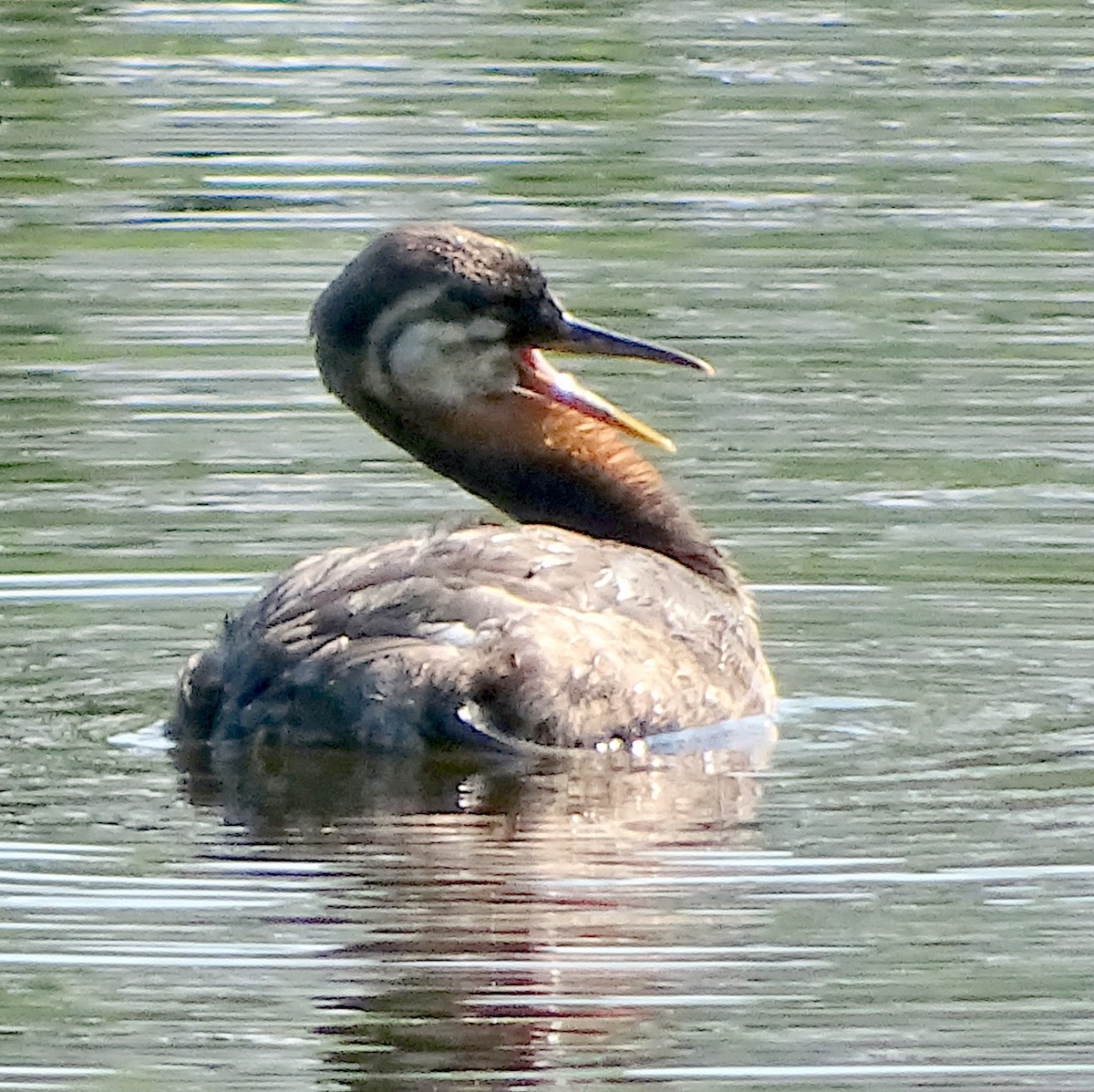 Red-necked Grebe - ML478485501