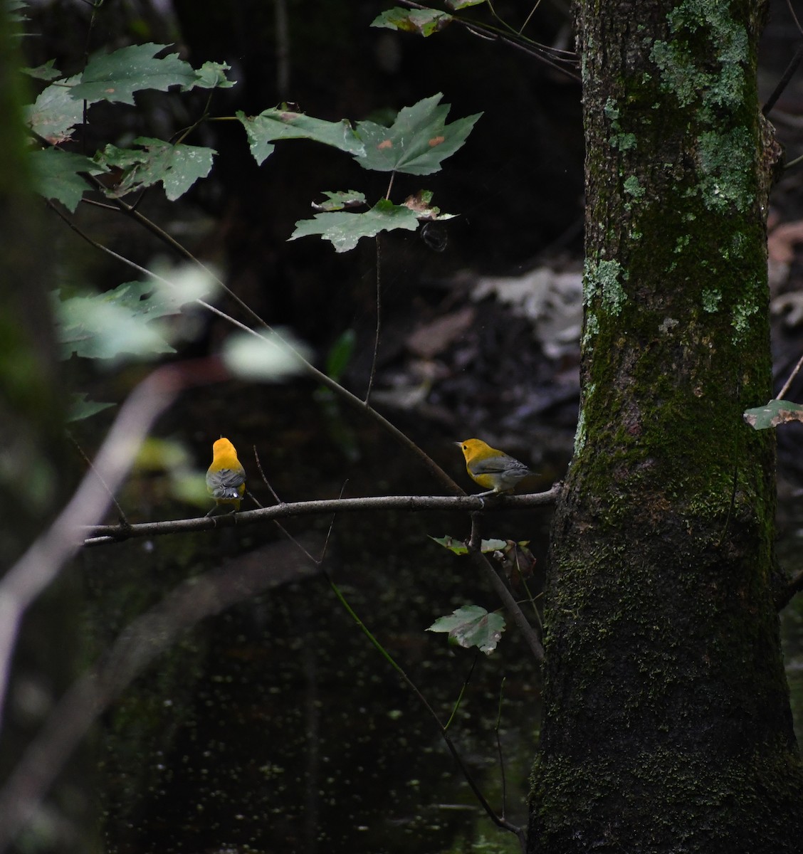 Prothonotary Warbler - ML478495811