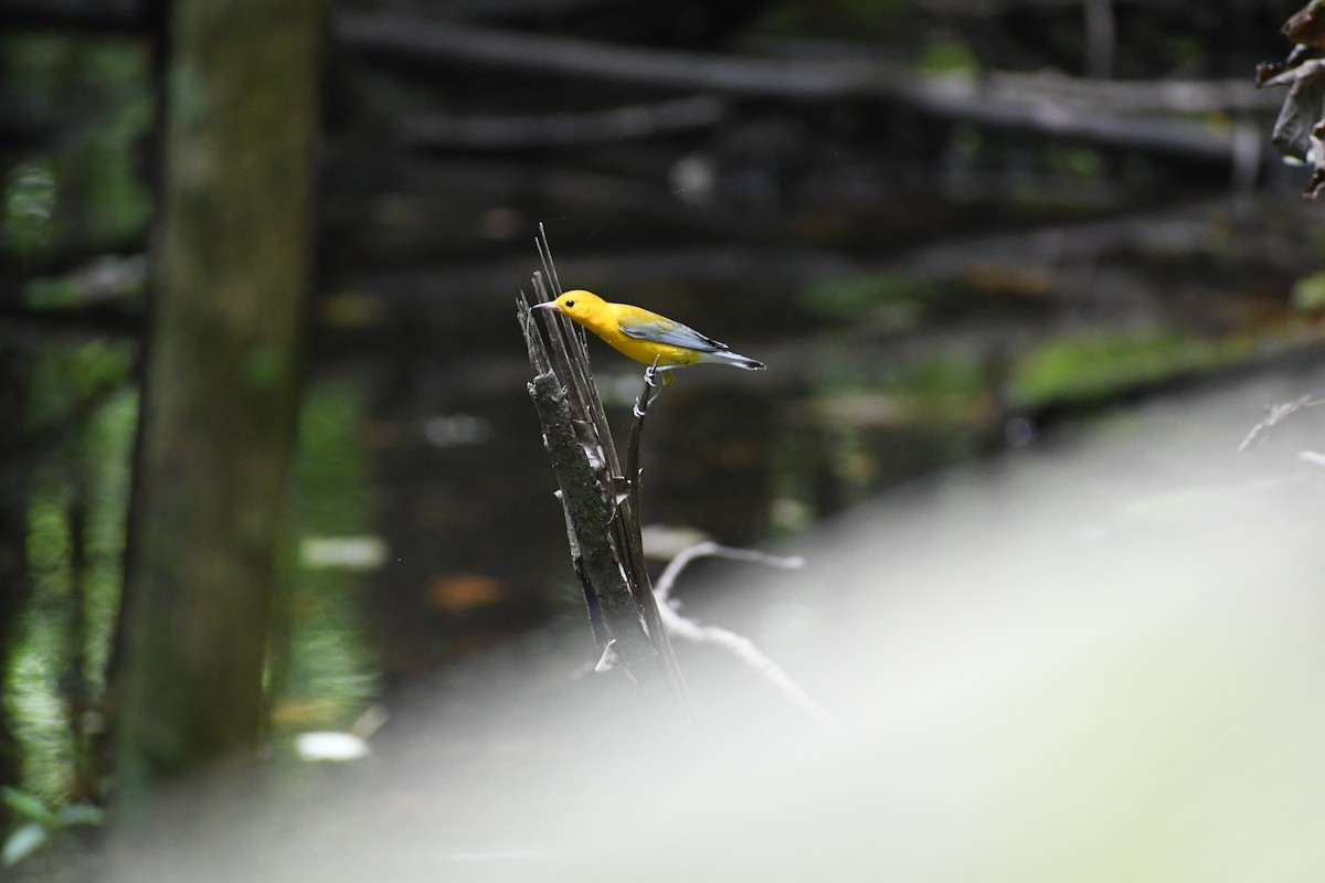 Prothonotary Warbler - ML478495901