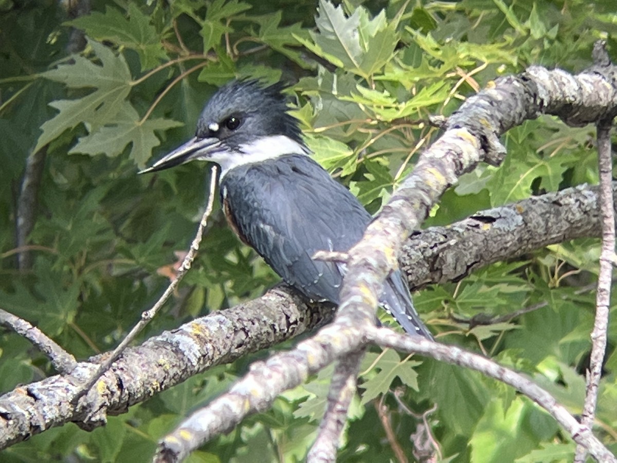 Belted Kingfisher - ML478503291