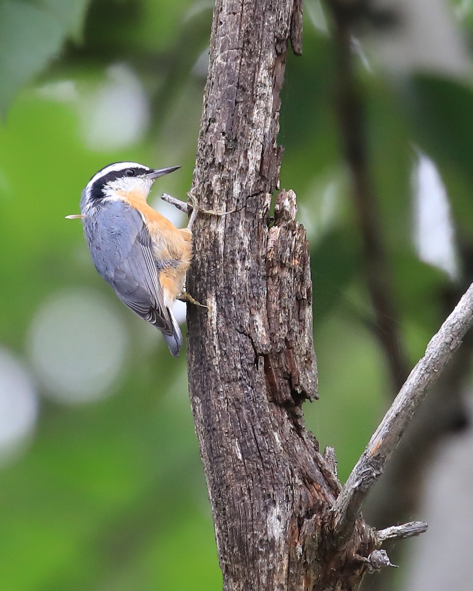 Red-breasted Nuthatch - ML478506231