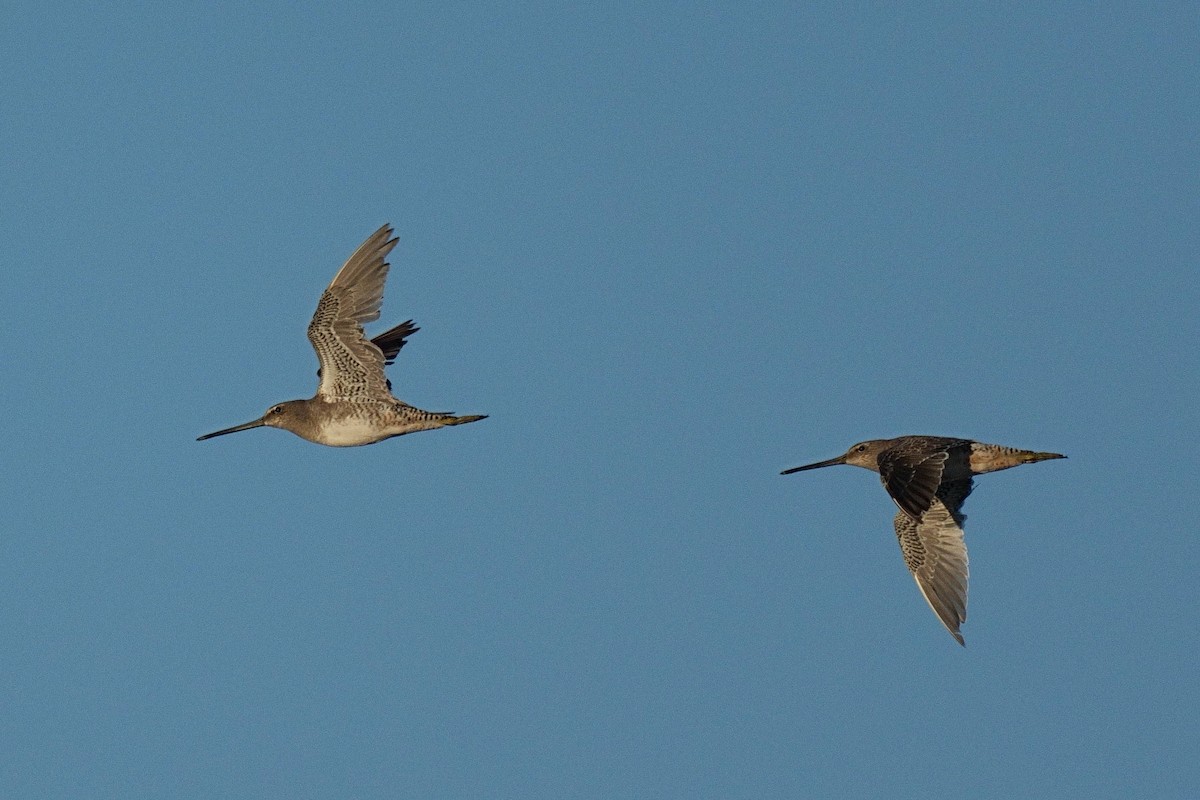 Long-billed Dowitcher - ML478507691