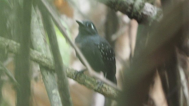 Plumbeous Antbird - ML478510621