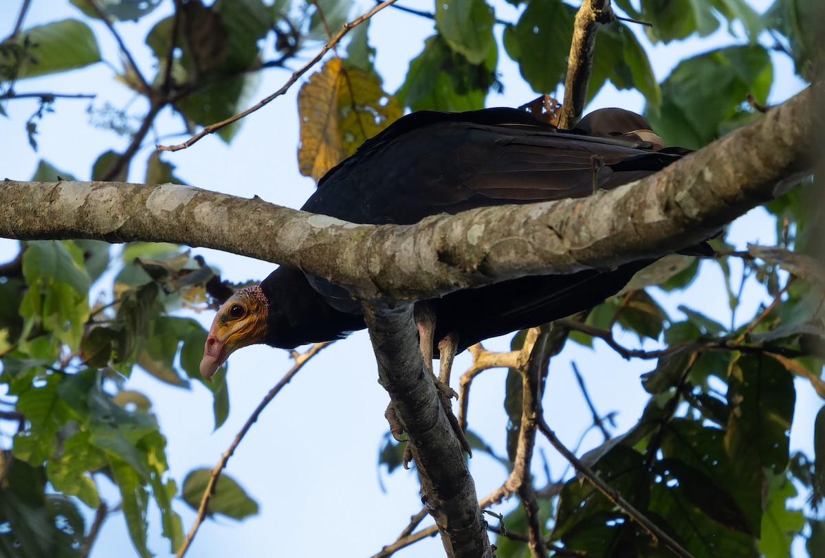 Greater Yellow-headed Vulture - ML478511811
