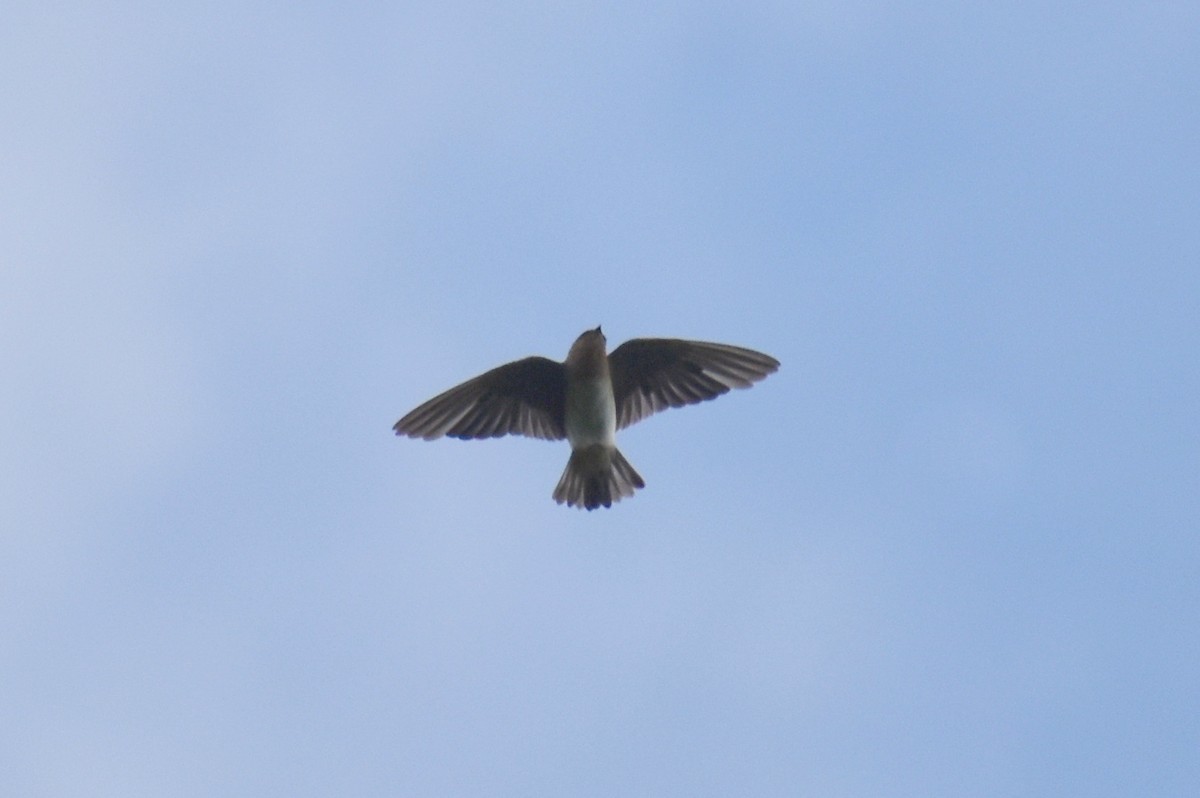 Cave Swallow - ML478512541