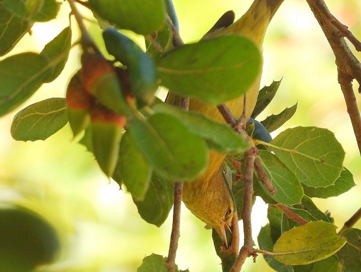Orange-crowned Warbler - ML478512771