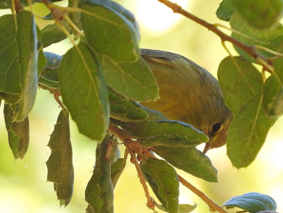 Orange-crowned Warbler - ML478512781