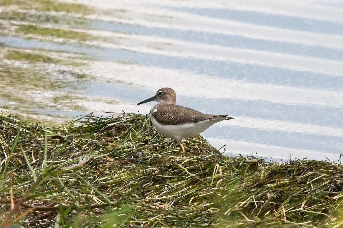 eBird Checklist 26 Aug 2022 Merritt Island NWRBio Lab Rd. 12