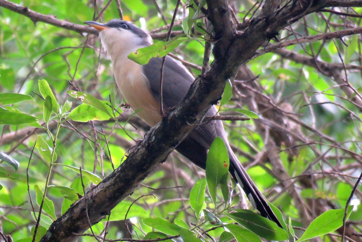 Mangrove Cuckoo - ML47851941