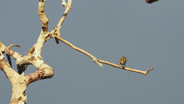 Fine-barred Piculet - ML478520391