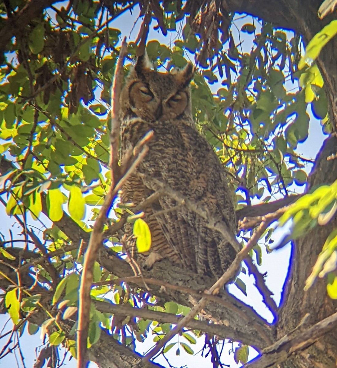 ML478522481 Great Horned Owl Macaulay Library