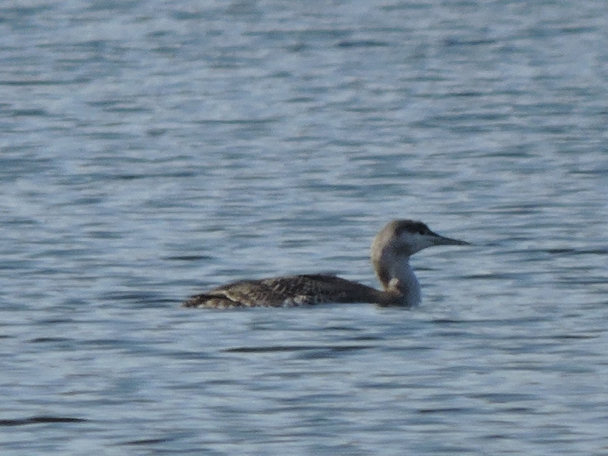 Red-throated Loon - Bill Lee