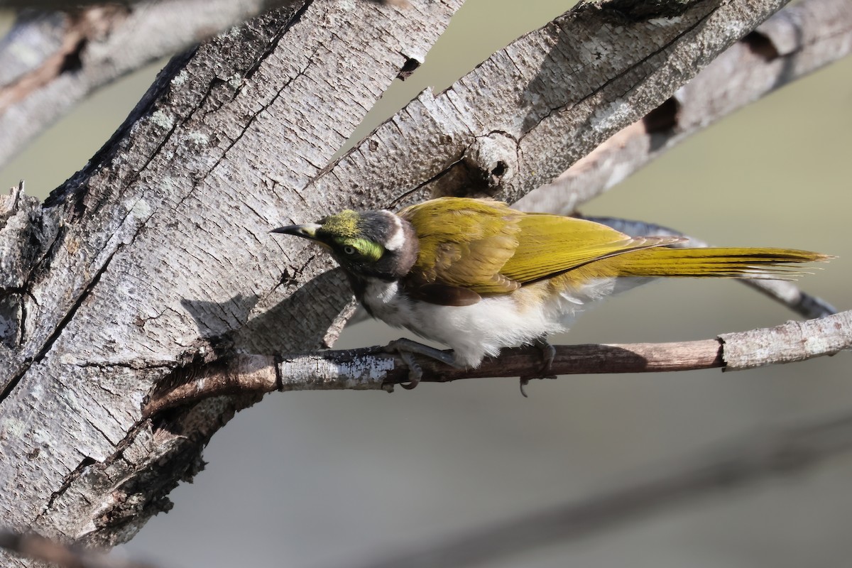 ML478525701 - Blue-faced Honeyeater - Macaulay Library