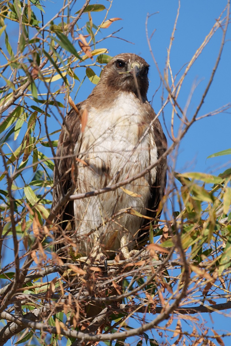 Red-tailed Hawk - ML478528181