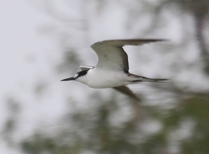 Sooty Tern - Red Slough WMA Survey