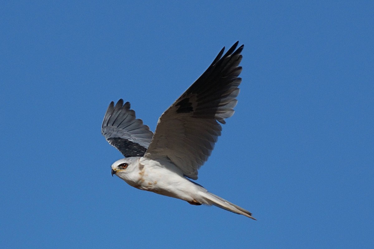 White-tailed Kite - ML478534481