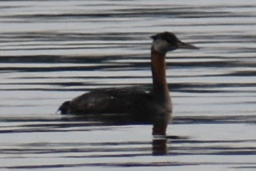 Red-necked Grebe - ML478538761