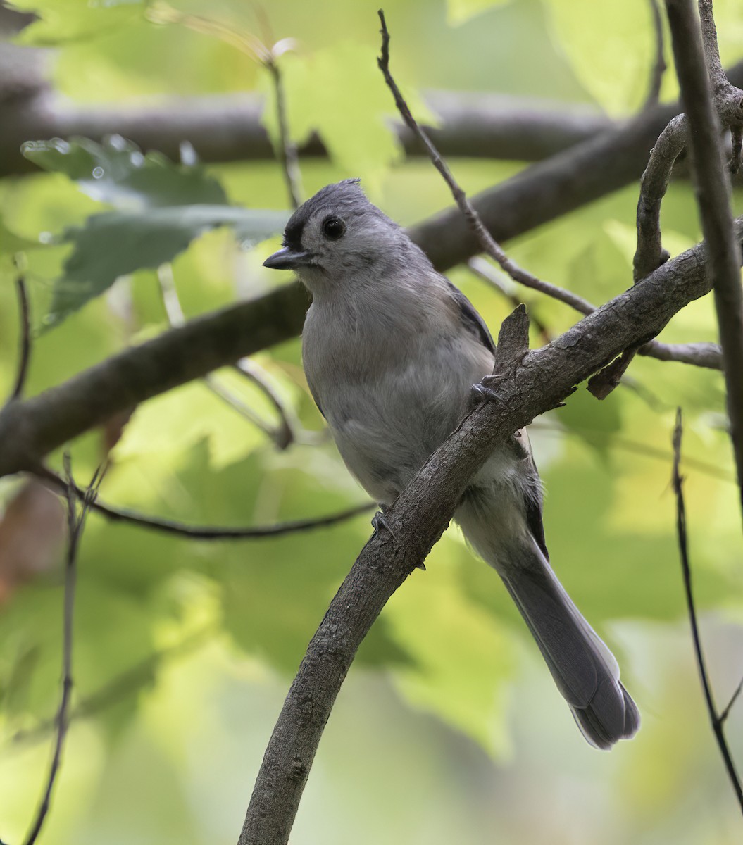eBird Checklist 26 Aug 2022 Mead Botanical Gardens 21 species