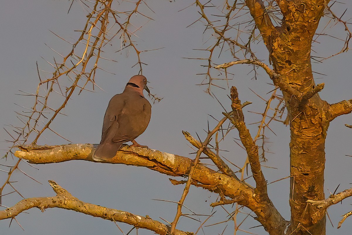 Mourning Collared-Dove - ML478542001