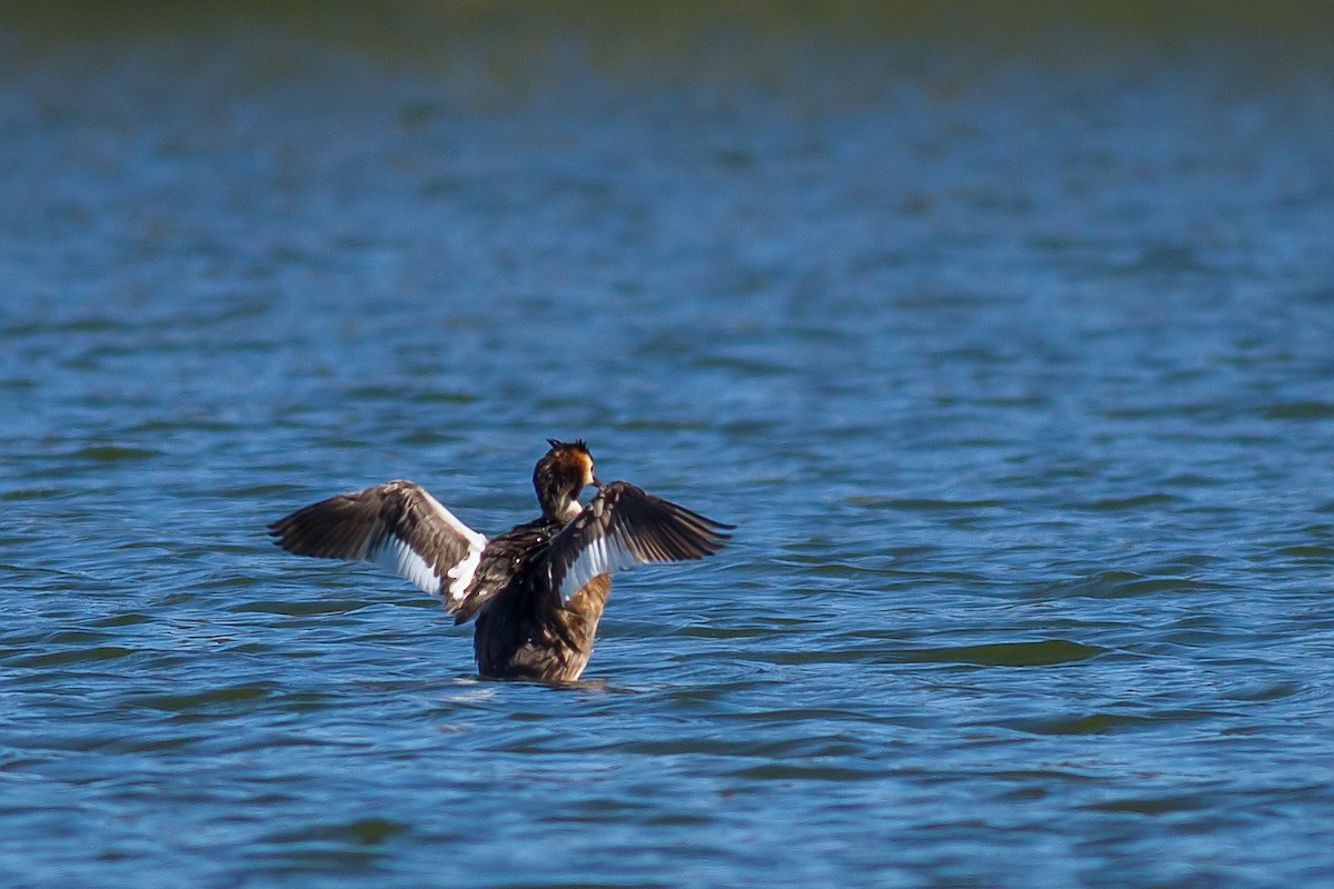 Great Crested Grebe - ML478542431