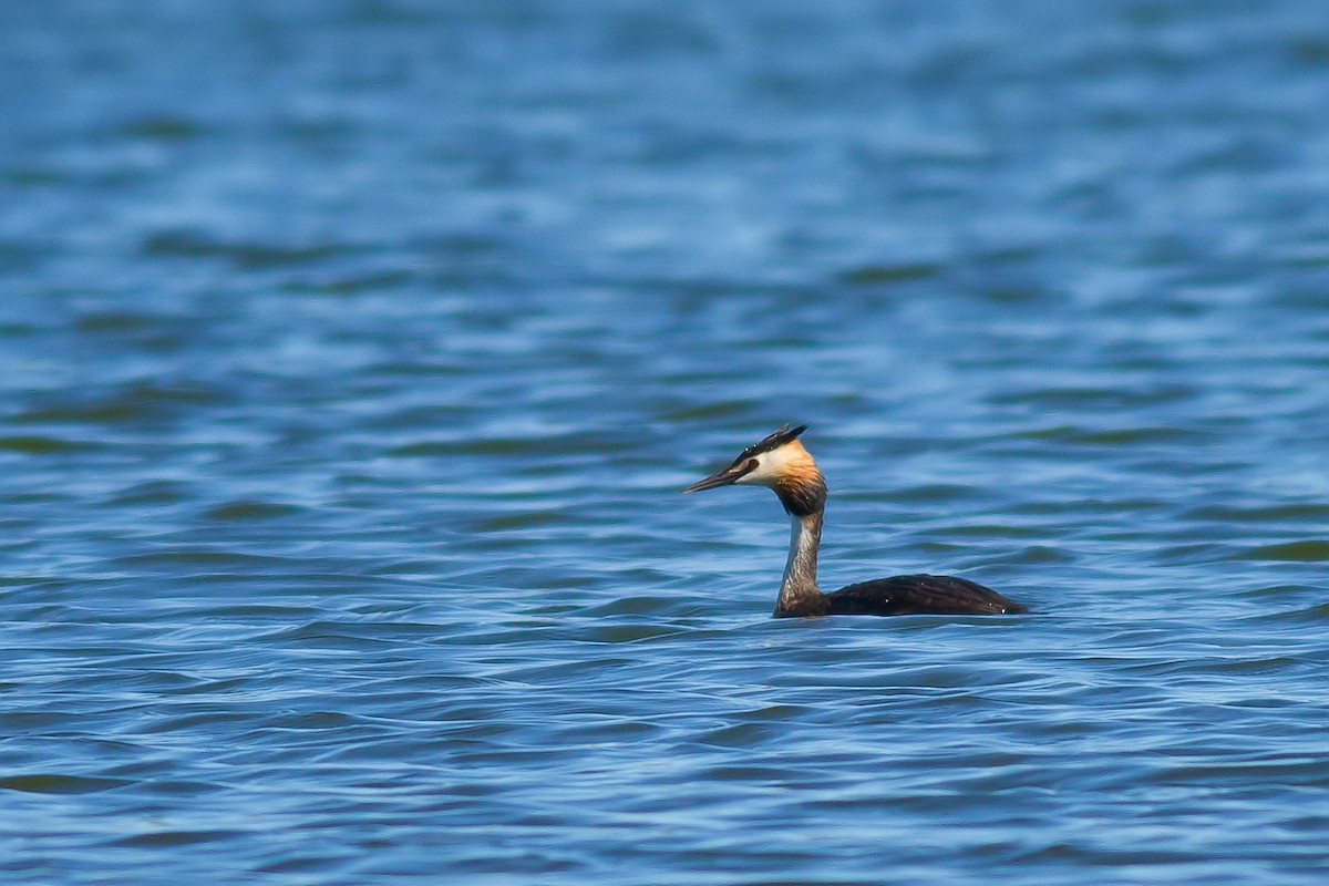 Great Crested Grebe - ML478542441