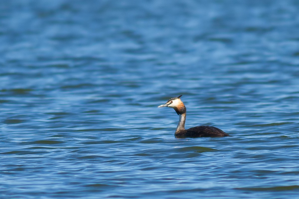 Great Crested Grebe - ML478542451