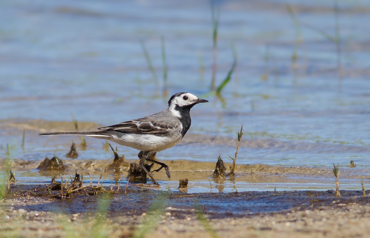 White Wagtail (White-faced) - ML478543181