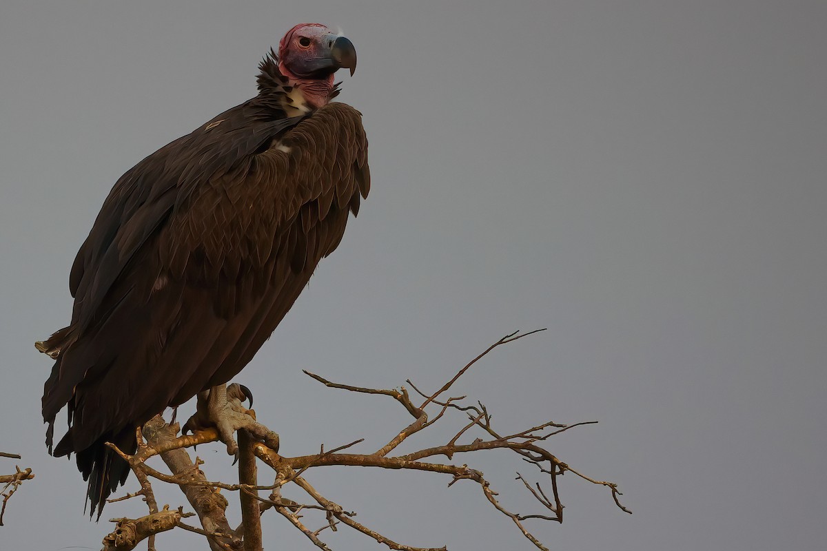 Lappet-faced Vulture - Jaap Velden