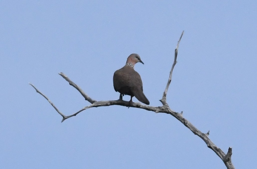 Spotted Dove - ML47854581